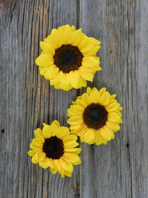 20 LARGE, 20 MEDIUM & 20 PETITE YELLOW SUNFLOWERS